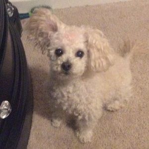 Meet your Posher, Ari